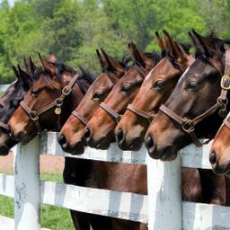 20 Boxen Reitanlage bei Paderborn zu verkaufen