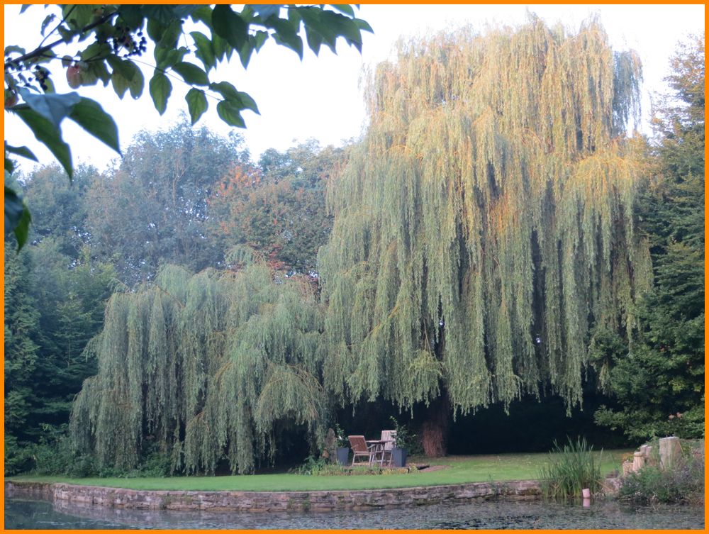  Sitzplatz-unter-Weide