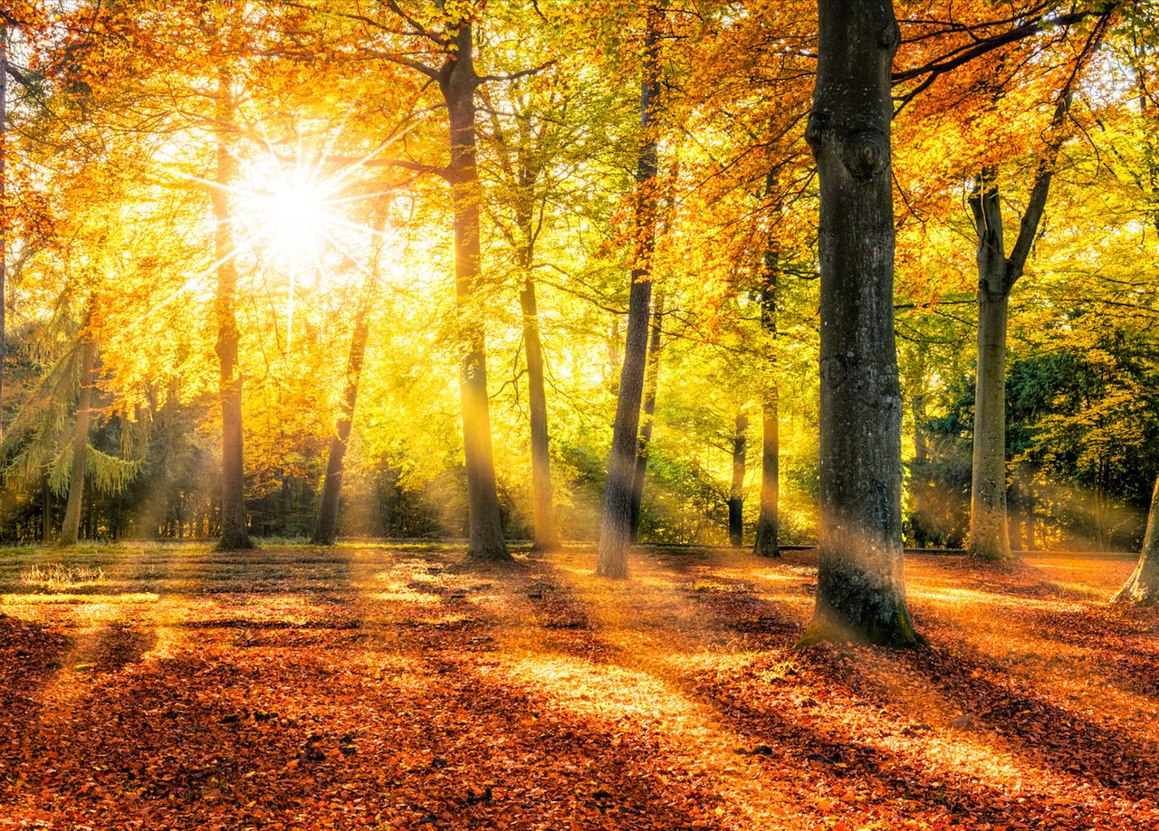 Wald Stockphoto