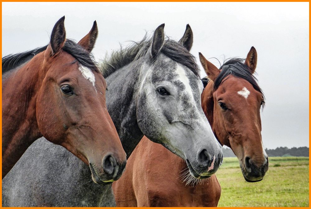 Reitanlage Münsterland