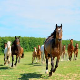 34 ha Reitanlage, Hof in traumhafter Alleinlage zu verkaufen