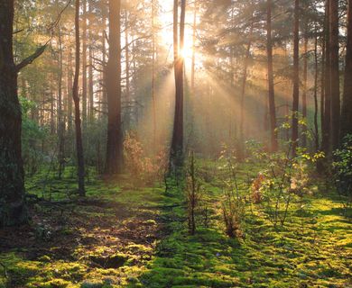 8,6 ha Wald arrondiert, zu verkaufen