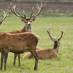 230 ha Eigenjagd zu verkaufen