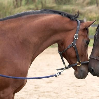 Profi-Reitanlage mit 40er Halle und 60er Platz zu verkaufen