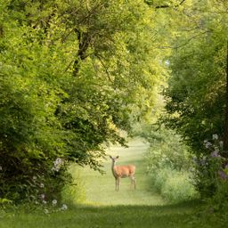 530 ha Eigenjagd mit Rotwild als Standwild!