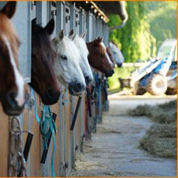 Resthof / Reiterhof / Ausbildungsstall / Pferdezuchtbetrieb gesucht