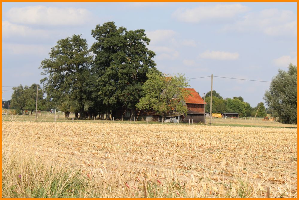 westfälischer Kotten unter Eichen