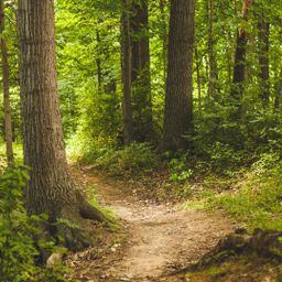 17,4 ha Wald und Grünland zu Verkaufen