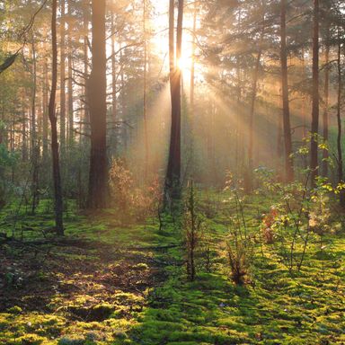 8,6 ha Wald arrondiert, zu verkaufen