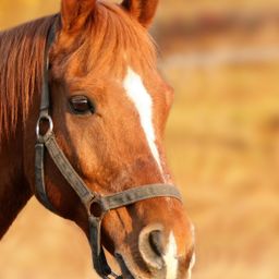 Profi-Reitanlage mit 40er Halle und 60er Platz zu verkaufen