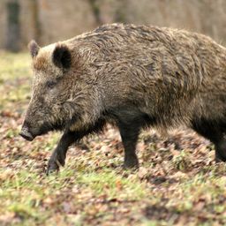 865 ha Eigenjagd mit 4 Schalenwildarten zu verkaufen