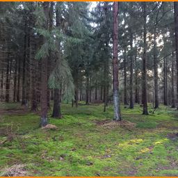 Wald im Landkreis Osterholz-Scharmbeck
Gesamtfläche 10,46 ha