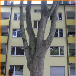 Für 1 – 2 neue Mieter – mitten im Rosenviertel – zentral, aber ruhig gelegene  3 Zi-Wohnung m. Balkon