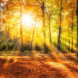 3,6 ha Wald in der Eifel